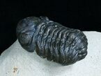 Phacops Trilobite From Morocco - Great Eyes #6118-4